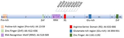 Exploring the Crosstalk Between LMNA and Splicing Machinery Gene Mutations in Dilated Cardiomyopathy